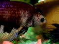Betta Splender(BETO) Betta Splender(BETO)