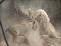 Shamwari A Wild Life Episode 14 Preview: A big cat fight