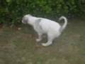 Borzoi video