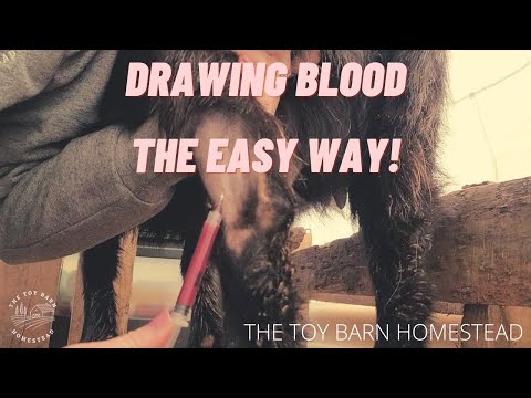 video-linktoworks-HOW TO DRAW BLOOD FROM A GOAT| An easy way to draw...