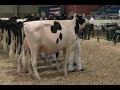2011 Eastern Fall National Holstein Show - Jr. 2-year-old