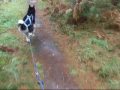 Bikejoring is the sport or recreation of riding a bike with a harnessed dog/s pulling in front. Wolfy is my two year old siberian husky. The Red Trail is a mountain bike trail through Thetford Forest in Norfolk. Eleven miles long, it snakes through the pine tree compartments. This video was made in WET conditions!