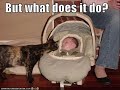 Giggleh kittehs (1/4)