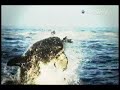 Leaping Sharks