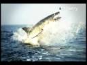 videos de Leaping Sharks