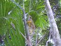 Macaquinhos no Marex