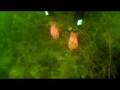 videos de Diament z TITANICA po Polsku