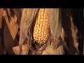 Fungicides In Corn (from Ag PhD Show# 533)