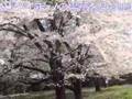 川合麻紀さんの桜の撮影ポイント