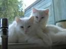 Yinta en Quinten- Photo-slideshow