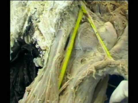 Anatomy of sciatic nerve