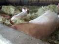 081129 018 Cochon Tours Cochon Bruit.AVI