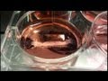 euronews science - In Vitro meat