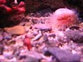 Limaria Sp.