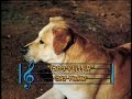 Old Yeller (Sing Along Songs)