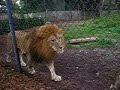 Close up of Samba the Lion at the Naples Zoo Close up of Samba the Lion at the Naples Zoo