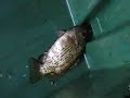 OJibway Aboriginals fishing Lake Huron Canada 2008