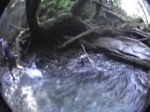 Creeking