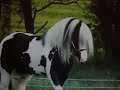 Beauty of the Horse Beauty of the Horse
