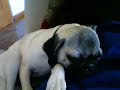 pug twitching pug twitching