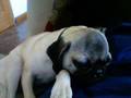 pug twitching