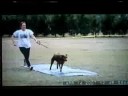 Doberman Working Aptitude Evaluation--Parker