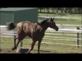 Racehorse Filly by Dash For Cash from Zedita