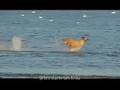 Arlo. A Galgo on the beach (Arlo sur la plage)French version