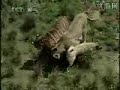 Kurdish Shepherd Dog KANGAL vs.Bengal Tiger Fight 2008 Kurdish Shepherd Dog KANGAL vs.Bengal Tiger Fight 2008