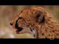 Cheetah vs Hyena Cheetah vs Hyena
