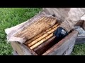 Видео - Весенние отводки на матку и маточники,июньские рои