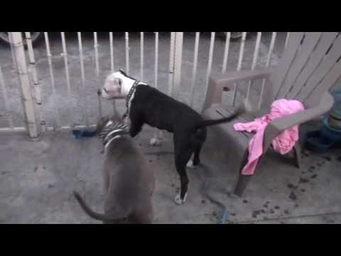 \\\\\\fighting pitbulls\\\\\\
