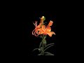 Lilies on chromakey (side)