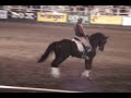Williams - Dressage Stallion ridden by Steffan Peters