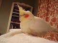 Cute sleepy older cockatiel Cute sleepy older cockatiel