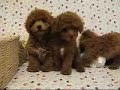 ????? (Toy Poodle)