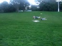 knocked out