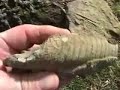 Fossil Cephalopods Introduction - part 3 of 3