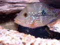 Geophagus brasiliensis - Desova parte 1 Geophagus brasiliensis - Desova parte 1
