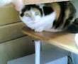 CAT DEELEY # 0