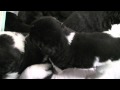 Newfoundland+puppies