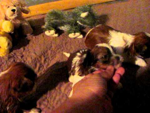 Shorkie puppies, here At www.shorkieworld.com