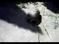 Being chased by a................. tortoise?