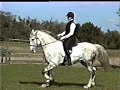 Zeus working extended Trot Who bred this horse?