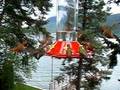 videos de Rufus humming birds