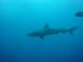 Galapagos Sharks Galapagos Sharks