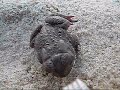 Cold-Stunned American Toad