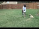 mastiff puppies in backyard