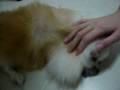 In Memory of my Dog - (1/2) Final moments before Cremation