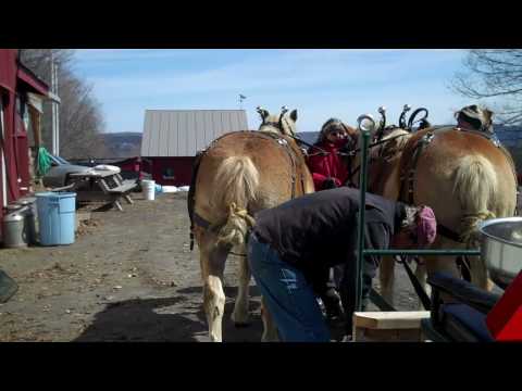 how to hitch a horse to a wagon